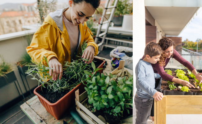 potager de balcon_01