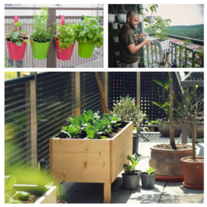 potager de balcon_10